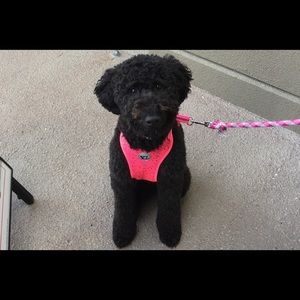 Meet your Posher, Jackie